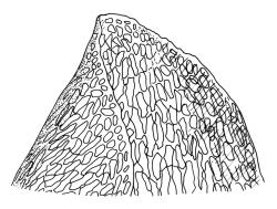 Dicranoloma obesifolium, leaf apex. Drawn from A.J. Fife 8434, CHR 464665, and W. Martin 550.1, CHR 528805.
 Image: R.C. Wagstaff © Landcare Research 2018 